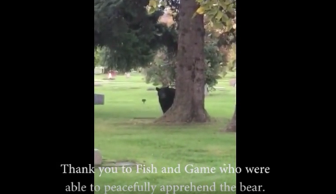 アンカレッジでクマ