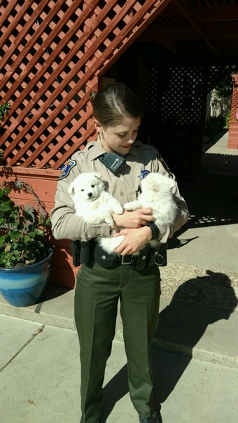 アメリカで住居不法侵入事件が発生　地元警察が容疑者2匹のモフかわいい写真を公開