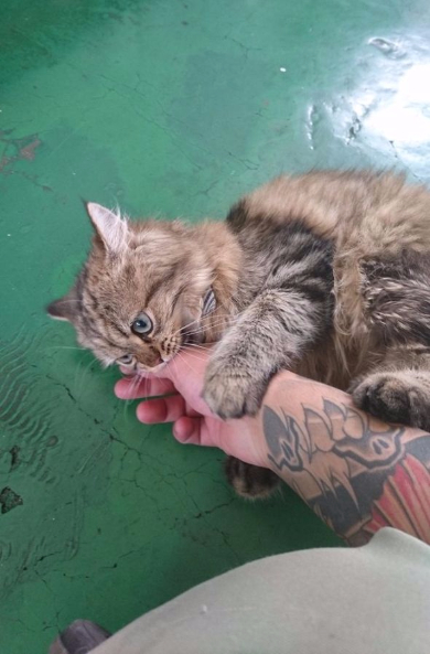 カンパチ 船長 ベスト内航船員賞 受賞 チンチラ Twitter うどん 猫