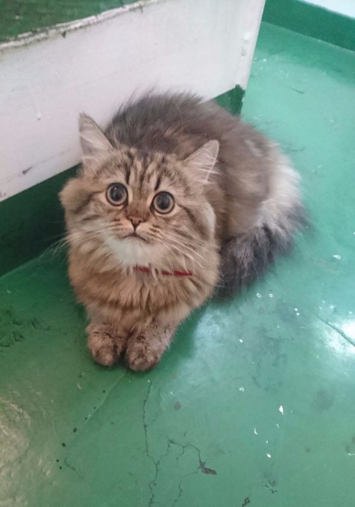 カンパチ 船長 ベスト内航船員賞 受賞 チンチラ Twitter うどん 猫