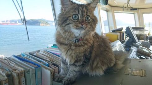 カンパチ 船長 ベスト内航船員賞 受賞 チンチラ Twitter うどん 猫