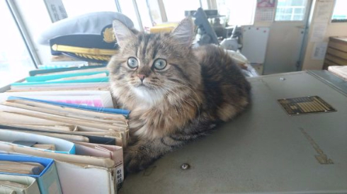カンパチ 船長 ベスト内航船員賞 受賞 チンチラ Twitter うどん 猫