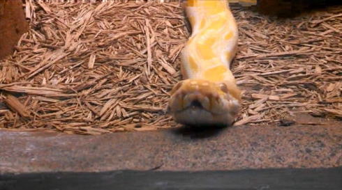 ニシキヘビのあくび