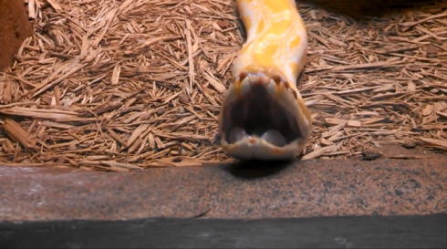 ニシキヘビのあくび