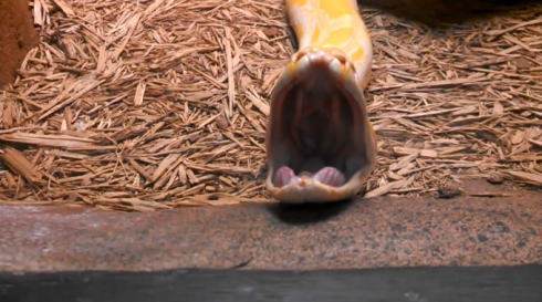 ニシキヘビのあくび