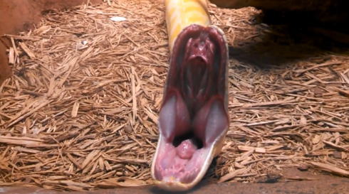 ニシキヘビのあくび