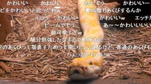 ニシキヘビのあくび