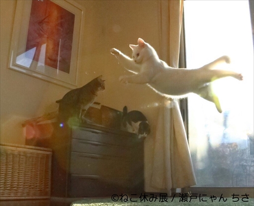 ねこ休み展巡回