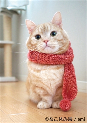 ねこ休み展巡回