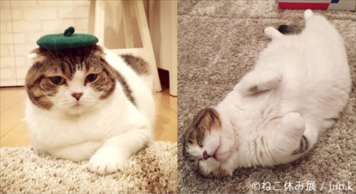 ねこ休み展巡回