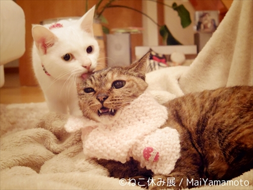 ねこ休み展巡回