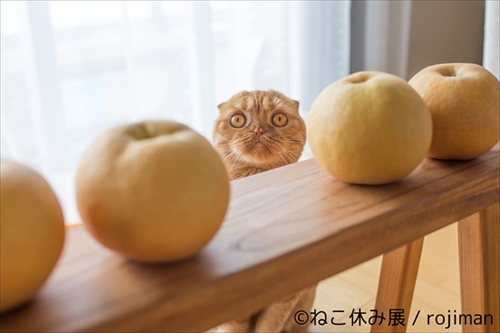 ねこ休み展巡回