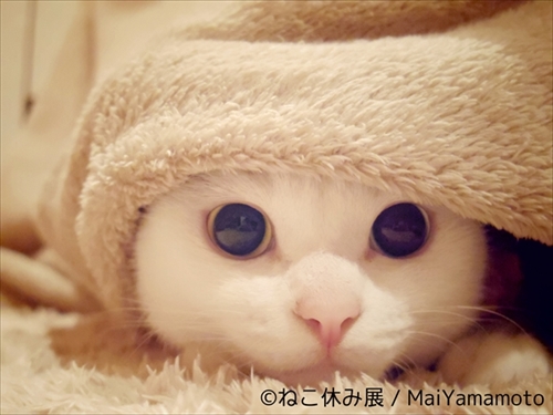 ねこ休み展巡回