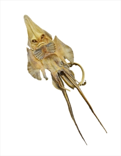 サンシャイン水族館福袋