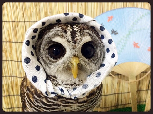 ねとらぼ生物部編集長