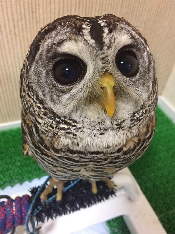 ねとらぼ生物部編集長