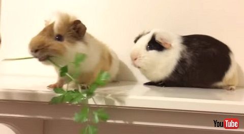 モルモット動画