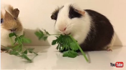 モルモット動画