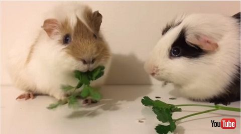 モルモット動画