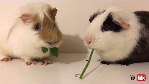 モルモット動画