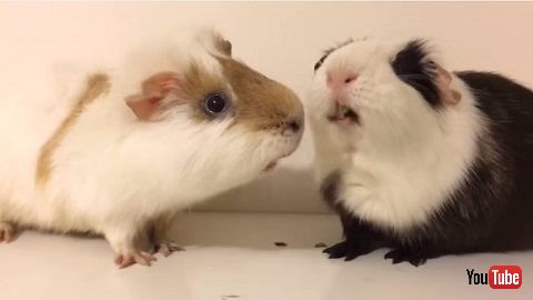 モルモット動画