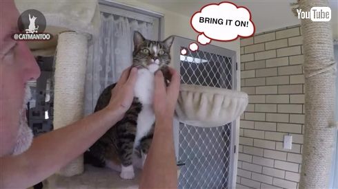 1分間に最も多く芸ができるギネス猫が自己記録を更新