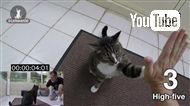 1分間に最も多く芸ができるギネス猫が自己記録を更新