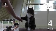 1分間に最も多く芸ができるギネス猫が自己記録を更新