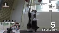 1分間に最も多く芸ができるギネス猫が自己記録を更新