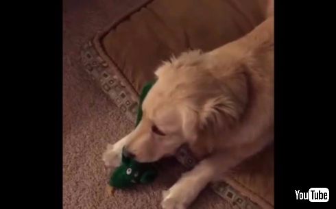 飼い主 仮装 オモチャ 犬 ワンちゃん