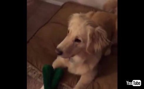 飼い主 仮装 オモチャ 犬 ワンちゃん