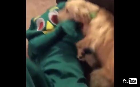 飼い主 仮装 オモチャ 犬 ワンちゃん