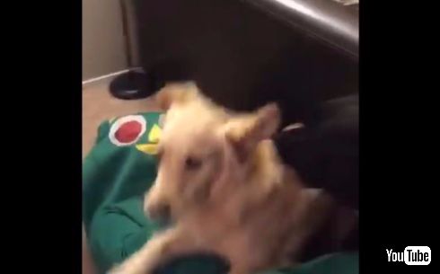 飼い主 仮装 オモチャ 犬 ワンちゃん