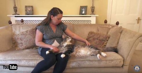 世界で一番長い飼い猫
