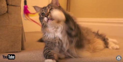 世界で一番長い飼い猫