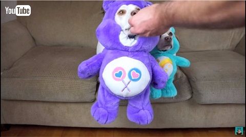 ハロウィーン犬