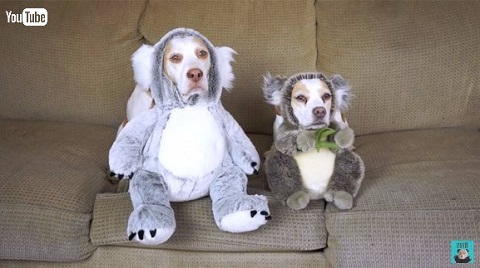 ハロウィーン犬