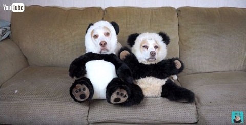 ハロウィーン犬