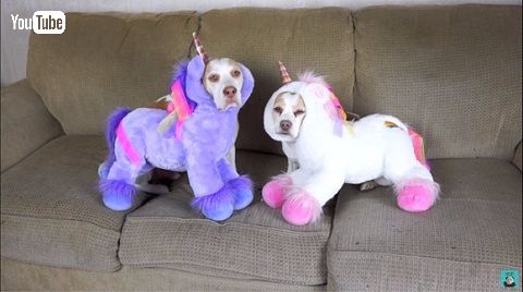 ハロウィーン犬