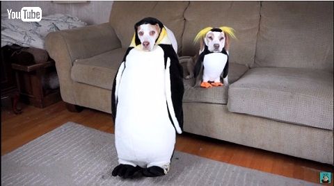 ハロウィーン犬