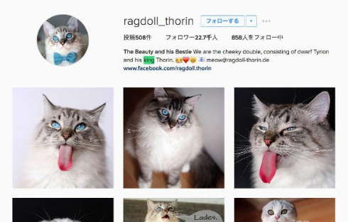 舌が長い猫のInstagram