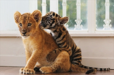 アフリカンサファリ