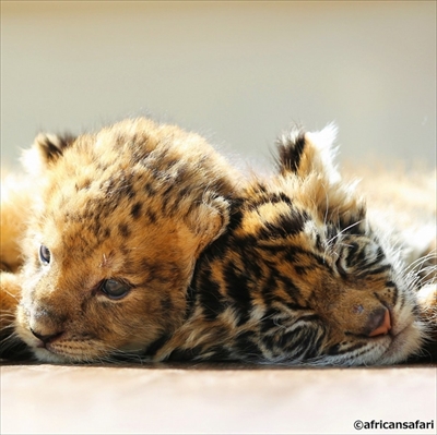 アフリカンサファリ