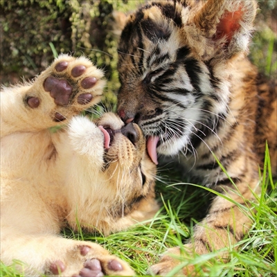 アフリカンサファリ