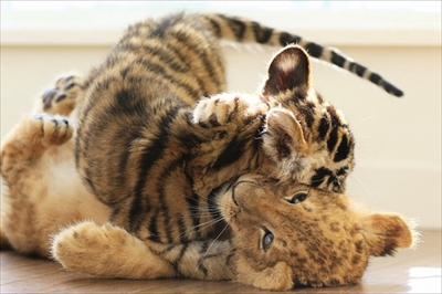 アフリカンサファリ