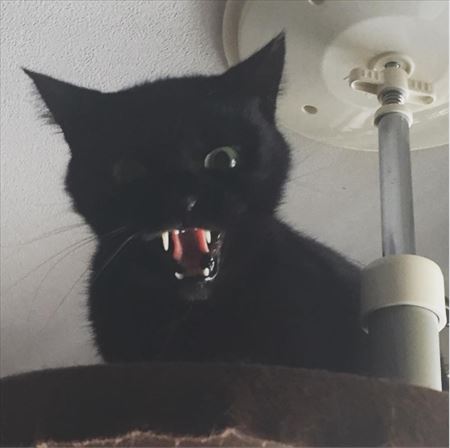 キョロちゃん上からシャーッ！