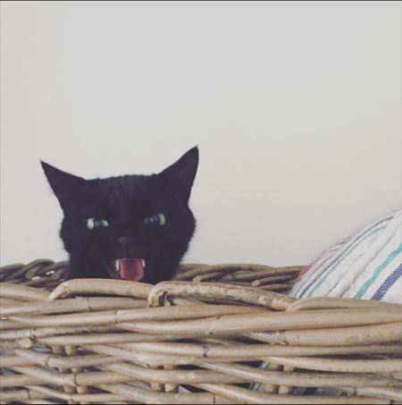 キョロちゃんベッドからシャー！