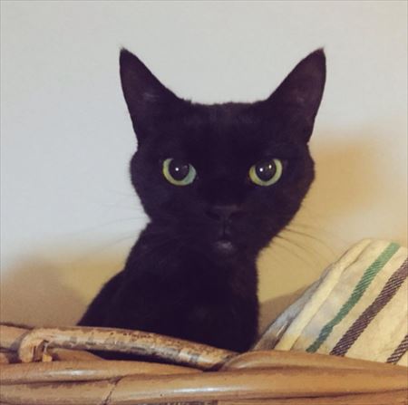 キョトンキョロちゃん