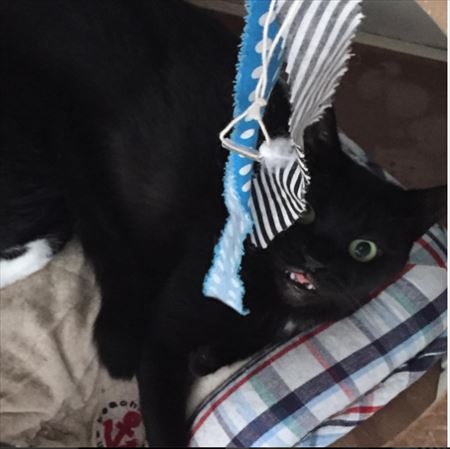 遊びキョロちゃん