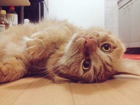 ねとらぼ生物部編集長